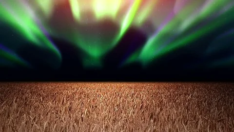Night field of ripe wheat Video stock 71848314