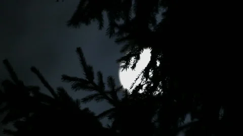 Night fir and moon between clouds Stock Footage