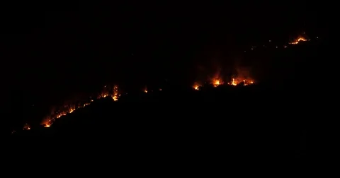 Night fire in pinewood 스톡 동영상 78012783