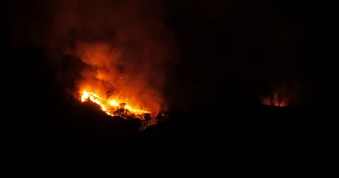 Night fire in pinewood Stock Footage 78012785