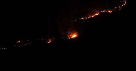Night fire in pinewood Stock Footage 78012786