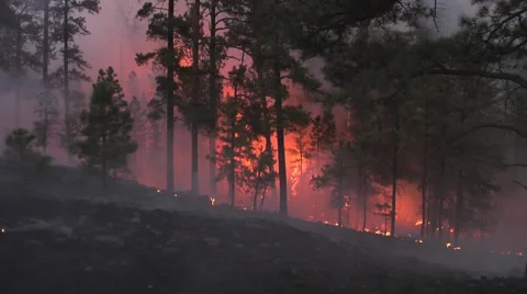 Night fire with silhouette of tall trees Stock Footage 40751346