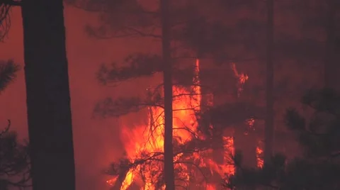 Night fire with silhouette of tall trees Video stock 40751885