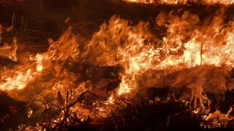 Night Fire Spreading Across the Fields Stock Footage 304860459