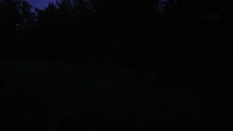 Night of the fireflies Stock Footage 300878062