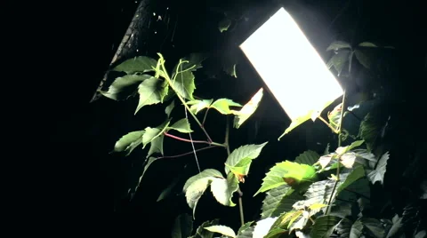 Night, flashlight Stock Footage 43070471