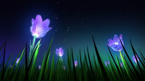 Night flowers loop Stock Footage 38338881
