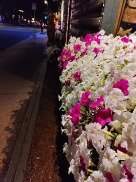 Night flowers Stock Photos
