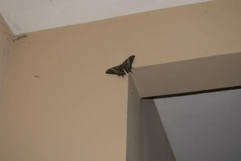 Night-fly Stock Photos