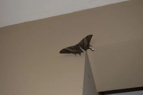 Night-fly Stock Photos