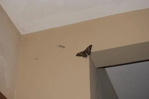 Night-fly Stock Photos