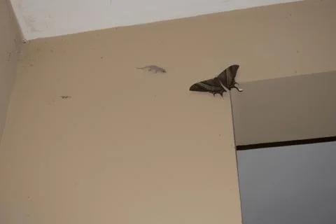 Night-fly Stock Photos