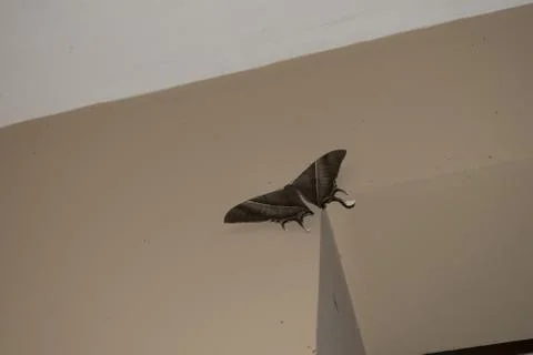 Night-fly Stock Photos