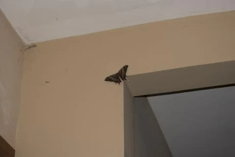 Night-fly Stock Photos