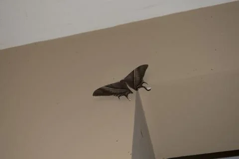 Night-fly Stock Photos