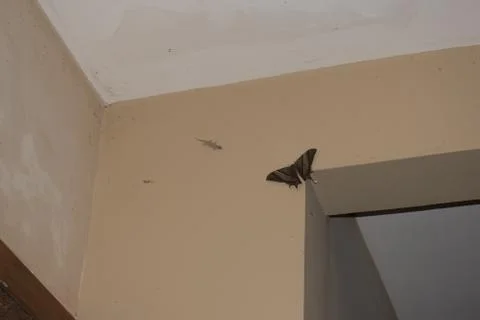 Night-fly Stock Photos