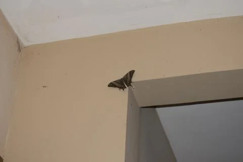 Night-fly Stock Photos