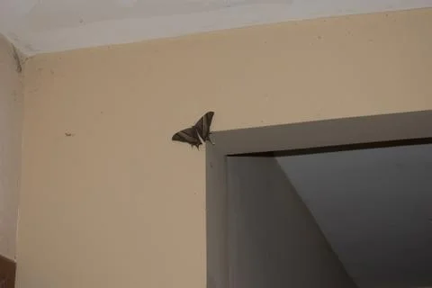 Night-fly Stock Photos