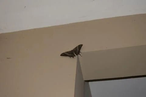 Night-fly Stock Photos