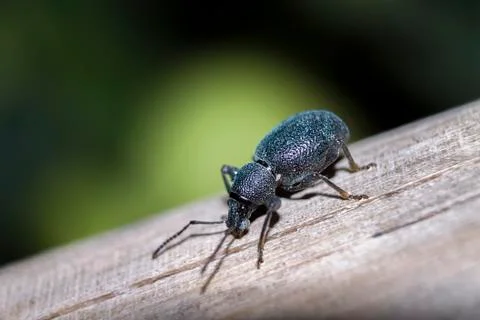 Night flying bug Stock Photos