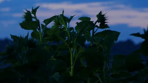 Night Stock Footage 91512995