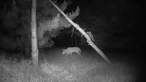 Night Footage of a Coyote Walking Through a Forest Clearing. Stock Footage 346959836