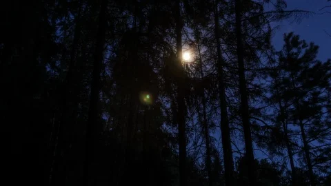 Night forest and Moon Stock Footage 104525003
