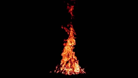 Night Forest Campfire on Black Background Stock Footage