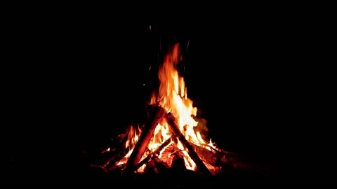 Night Forest Campfire on Black Background Stock Footage 147443424