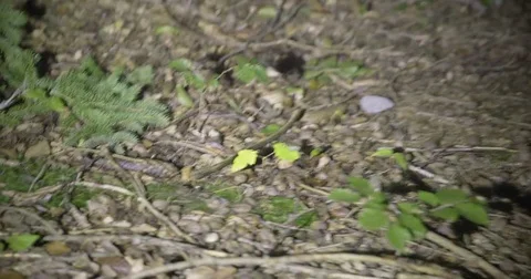 At Night in the Forest - Chase Vidéo 80260693