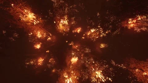 Night forest fire. Unique overhead view of blazing trees. Vidéo 302795116