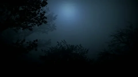 Night forest Stock Footage 12712177