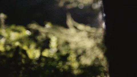 Night at the forest Stock Footage 127803944