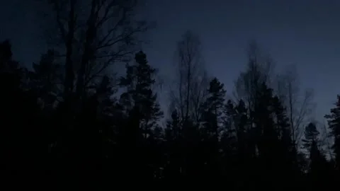 Night forest Stock Footage 171426851