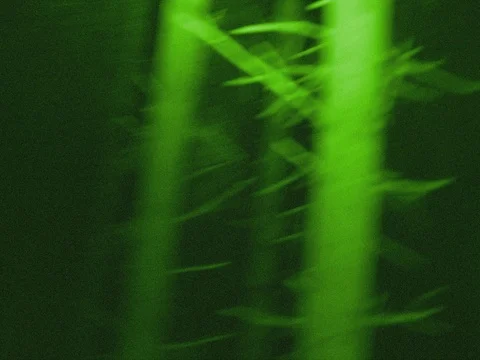 At Night in the Forest - Frantic Stock-Footage 80362073
