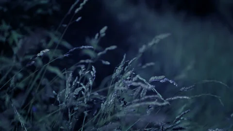 Night forest with grass on wind Stock Footage 134798113