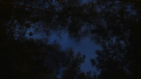 Night in forest, high quality 5k timelapse. Stock Footage 85911834