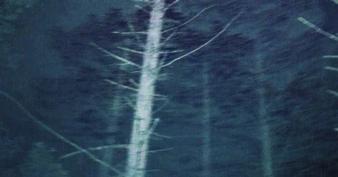 At Night in the Forest - Nightmare Stock-Footage 80417857