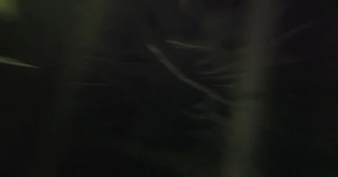 At Night in the Forest - Panic Vidéo 80369205