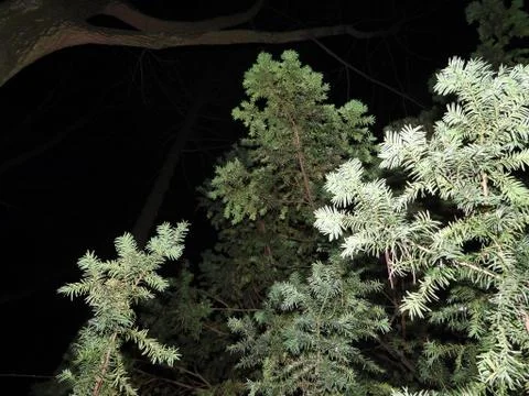 Night forest. Stock Photos