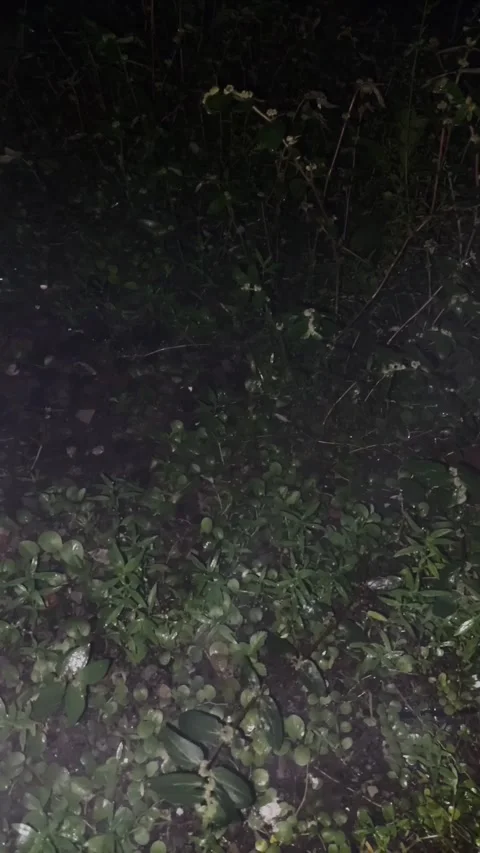 Night Forest with Smokey View Video stock 296634093