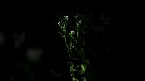 Night in Forest Wild Firefly Flashing Light Glowing Worm Blinking Beetle Stock Footage 324884099