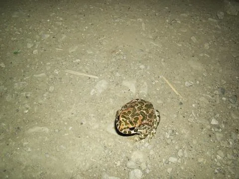 Night frog lighted by flash take2 Stock-Fotos