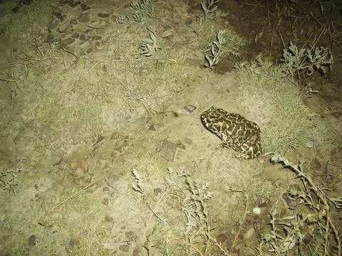 Night frog Stock Photos