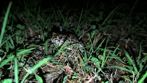 A night frog in search of insects Stock Footage 279390823
