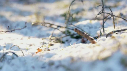 Night Frost Meadow Stock Footage 129496859