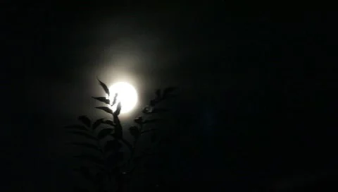 Night of a full moon Vídeos de archivo 8531988