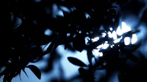 Night in the garden of Gethsemane in Jerusalem. Stock Footage 74283870