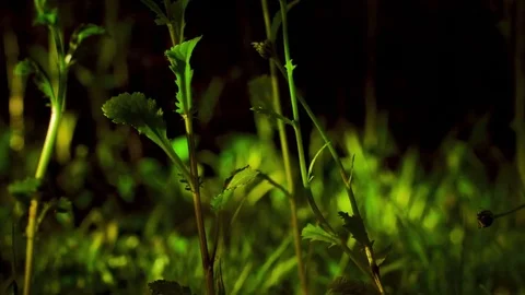 Night Garden: Slow Motion Time Lapse Plants Blowing In the Wind  Stock Footage 71812809