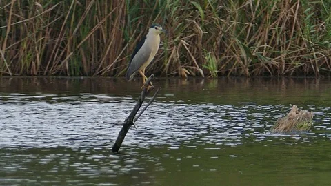 Night Heron 1 Video stock 105745528